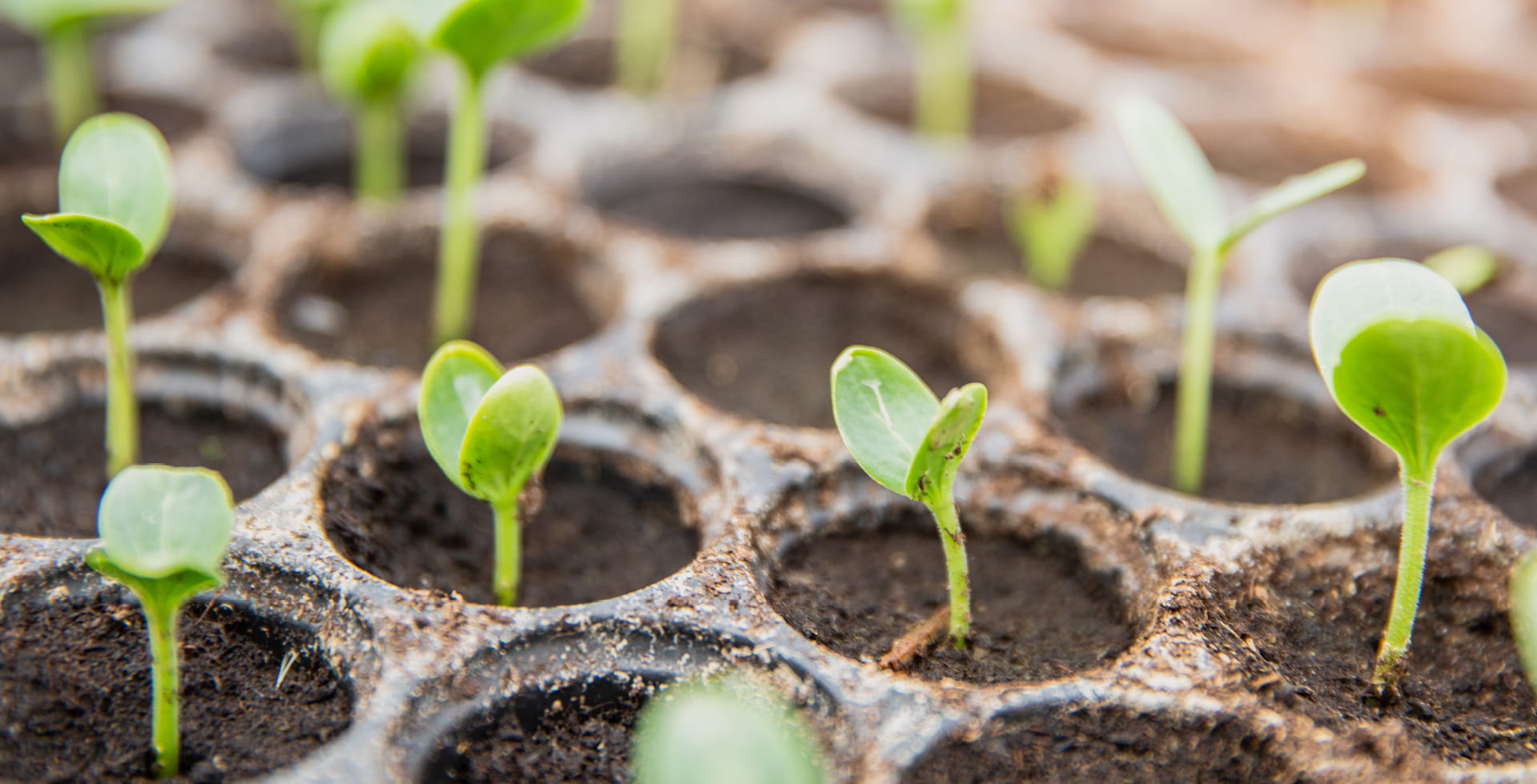 Introducing ESG at AllianzGI, a pioneer in Environmental, Social, Governance investing and signatory UN PRI